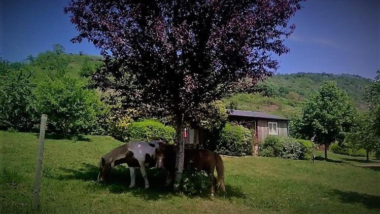 La Fregiere Chalets Clairvaux-d'Aveyron Εξωτερικό φωτογραφία